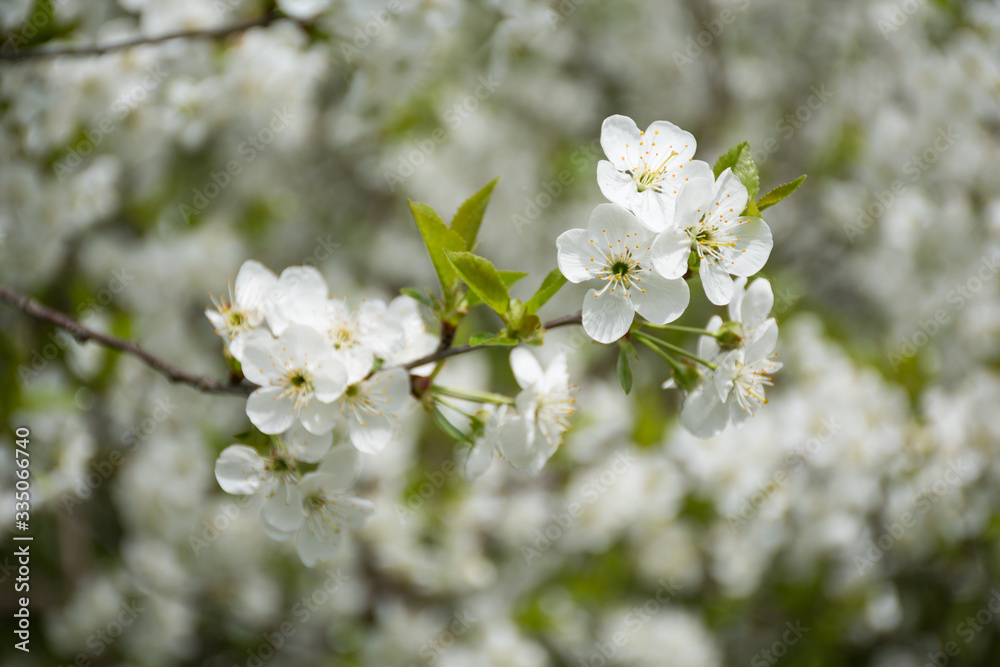 Springtide. Cherry branches with blossom. In the background are white flowering branches of trees