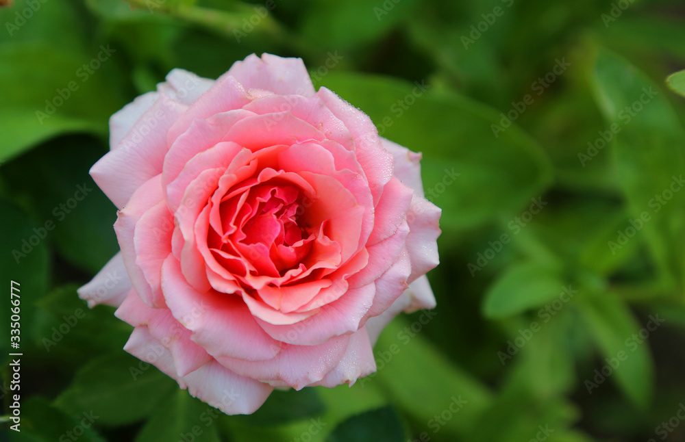 beautiful orange rose on a background of green leaves