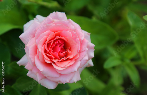 beautiful orange rose on a background of green leaves