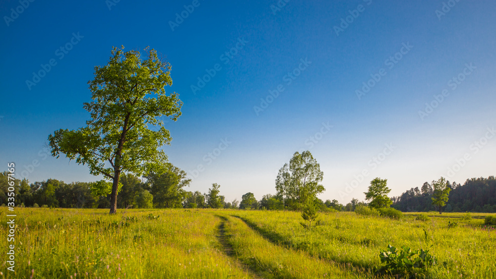 country road in a meadow in the evening in the rays of a sunset