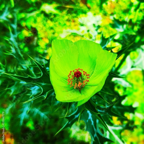 flower on green background