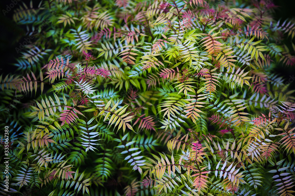 abstract blurred wallpaper in green, yellow, and red, sharpness on individual speckled leaves abstract blurred wallpaper in green, yellow, and red, sharpness on individual speckled leaves