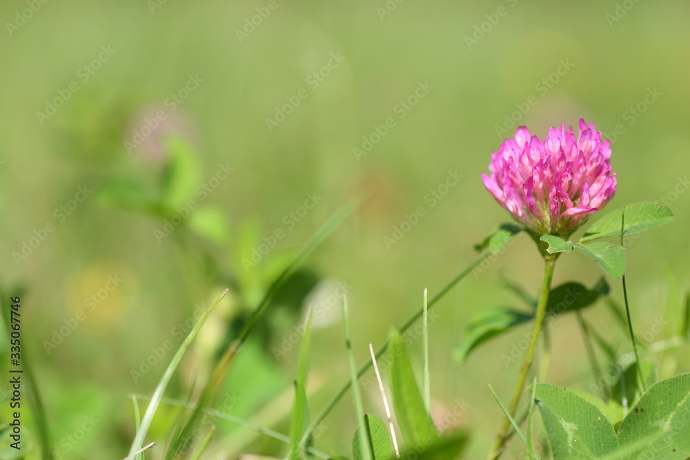 Flowers and plants in the meadow Flowers and plants in the meadow