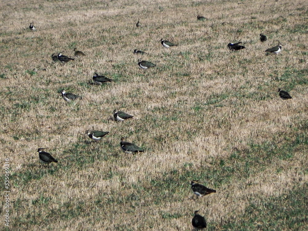 Birds are looking for and eating food or insects in the open field Birds are looking for and eating food or insects in the open field