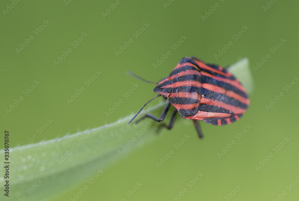 Graphosoma lineatum beautiful red stink bug with black lines, very common on different plants during spring and summer Graphosoma lineatum beautiful red stink bug with black lines, very common on different plants during spring and summer