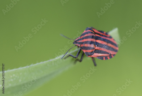 Graphosoma lineatum beautiful red stink bug with black lines, very common on different plants during spring and summer