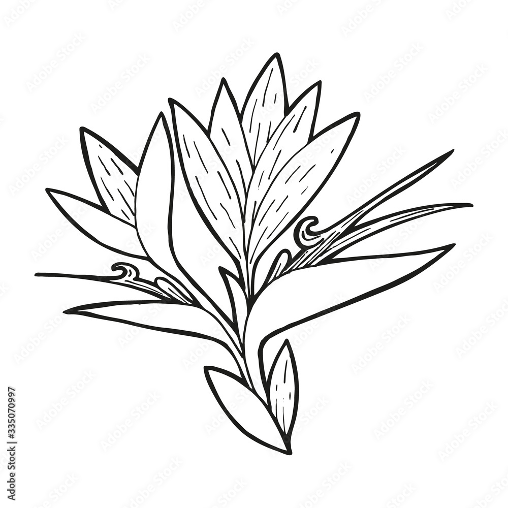 Single hand drawn Strelitzia flower, exotic tropical flower. In doodle style, black outline isolated on a white background. Element for card, poster, social media banner, sticker. Vector illustration