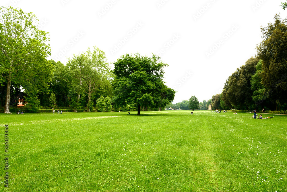 Firenze, Le Cascine park. A nice tree stands alone in a wide green  meadow