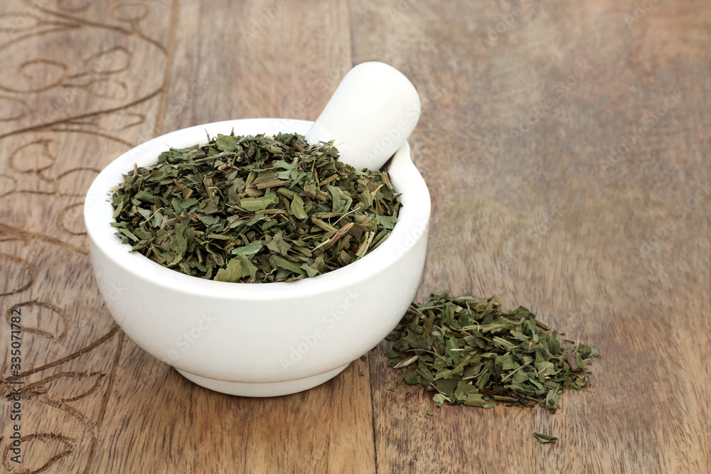 Bogbean herb leaf in a mortar with pestle used in herbal medicine to treat rheumatism, rheumatoid arthritis, osteo arthritis, loss of appetite & upset stomachs, on rustic wood. Menyanthes trifoliata. Bogbean herb leaf in a mortar with pestle used in herbal medicine to treat rheumatism, rheumatoid arthritis, osteo arthritis, loss of appetite & upset stomachs, on rustic wood. Menyanthes trifoliata.