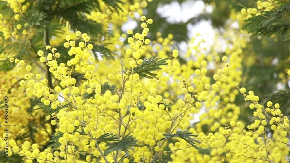 beautiful fresh Yellow Mimosa flowers (Acacia) outdoor beautiful fresh Yellow Mimosa flowers (Acacia) outdoor