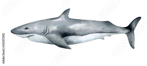 Watercolor white shark isolated on white background. Hand-painted realistic illustration with underwater grey animal.