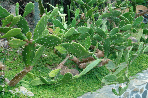 xerophile vegetation photo