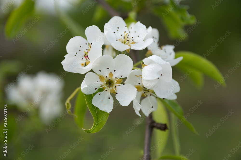 Fototapeta premium Springtide. Branches of flowering pears on a green background