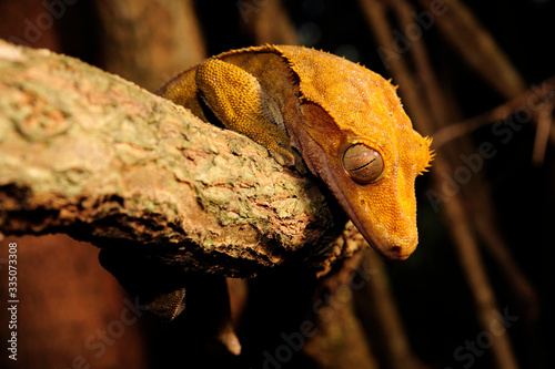 Crested gecko / Neukaledonischer Kronengecko (Correlophus ciliatus / Rhacodactylus ciliatus) - Île des Pins, New Caledonia / Neukaledonien  photo