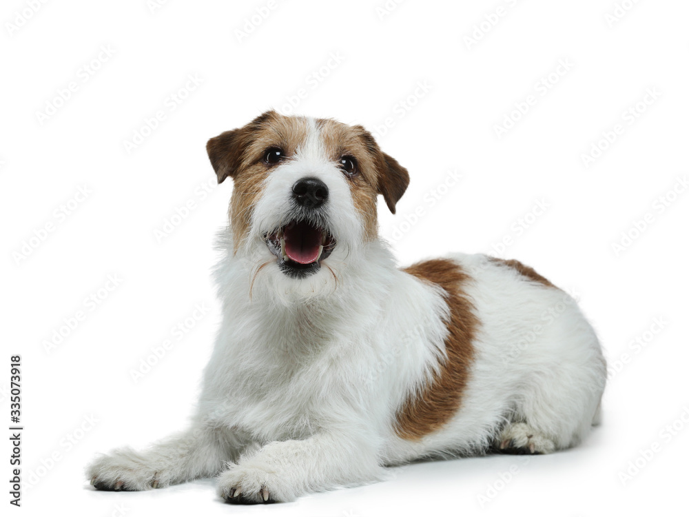 funny dog on a white background smiling. Happy Jack Russell Terrier.