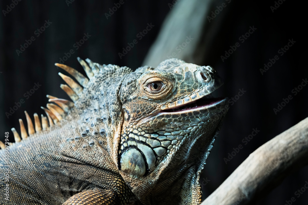 Portrait of iguana Portrait of iguana
