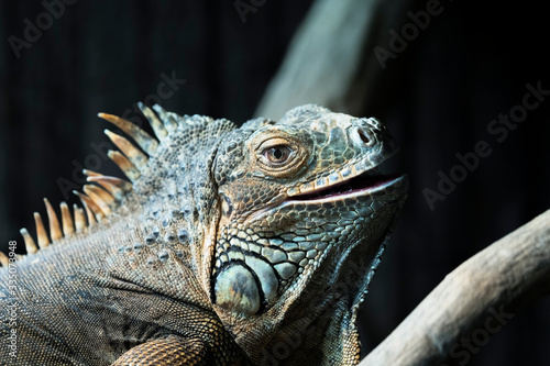 Portrait of iguana
