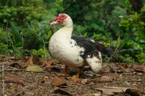 duck on grass