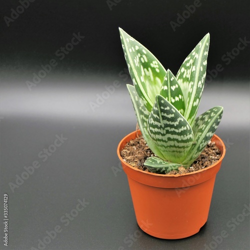 Aloe variegata or gonialoe variegate (tiger aloe) in a terra cotta pot, isolated