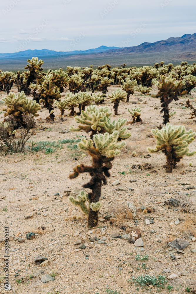Desert Landscape with Flowering Cactus Plants Desert Landscape with Flowering Cactus Plants