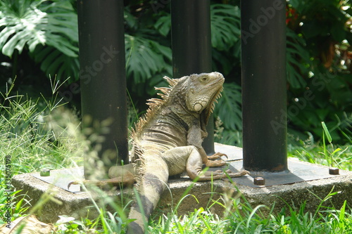 iguana on tree