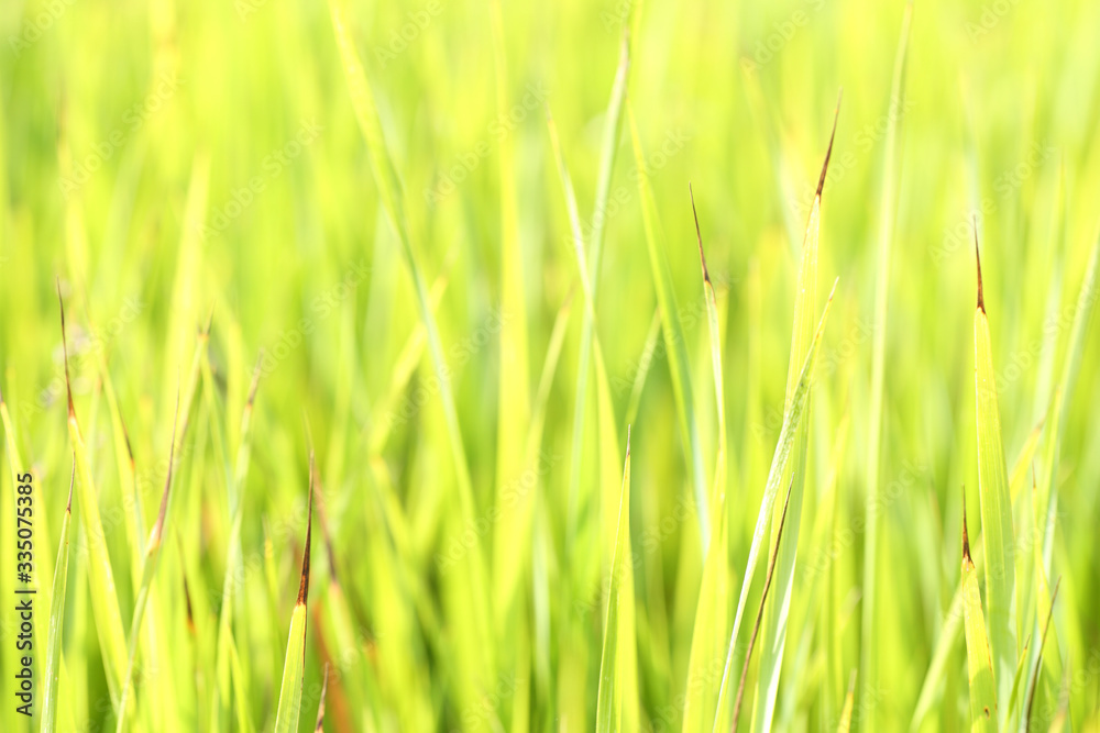 Blades of grass in the meadow Blades of grass in the meadow