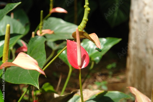 red flower