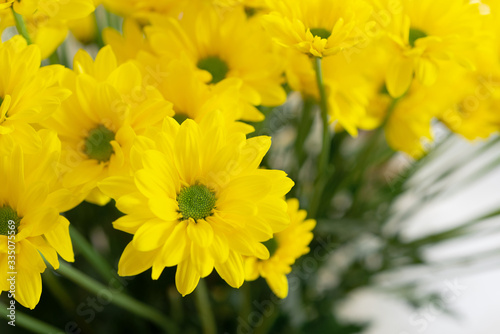 Beautiful yellow flowers close up.