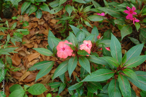 flowers in the garden