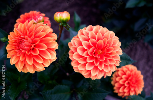 Φωτογραφία Plants / Flowers: Beautiful waterlily dahlia blossoms