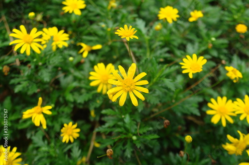field of yellow flowers