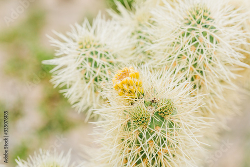 Desert Landscape with Flowering Cactus Plants