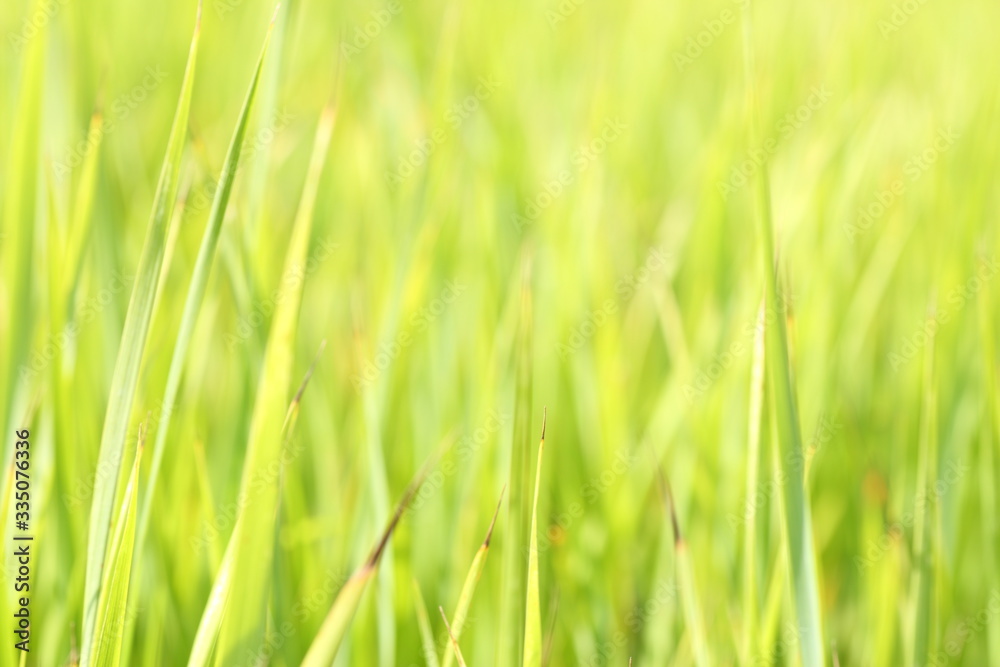 Blades of grass in the meadow Blades of grass in the meadow