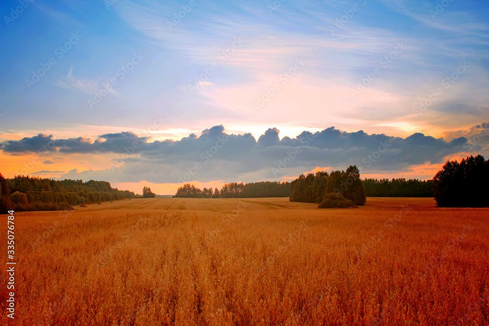 Summer sunset in a field with ears of wheat and beautiful sky.