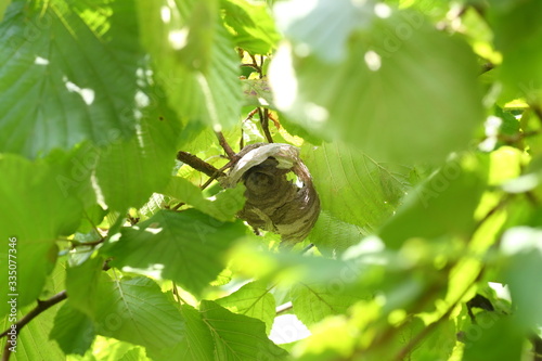  Wasps build a nest among the trees