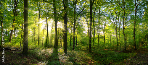 Fotografia Panorama of a green forest of deciduous trees with the sun casting its rays of l