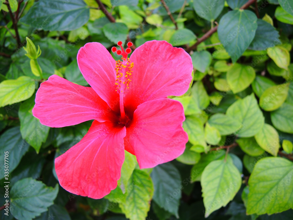 Pink hibiscus flower with clearly visible long pistil. Pink hibiscus flower with clearly visible long pistil.