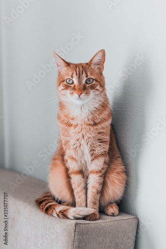 beautiful red cat sits on a puff with an interesting expression of emotions on its face