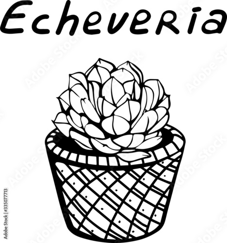 hand-drawn Echeveria flower in a pot isolated on a white background. Vector illustration in Doodle style