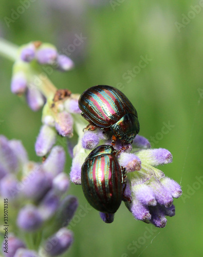 Two Chrysolina americanas, common name rosemary beetle, feeding on the flower of one of its host plants, lavender (Lavendula).