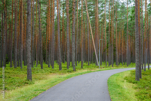 Bike path in a beautiful pine forest, Vosu village, Lahemaa nature Park, Estonia