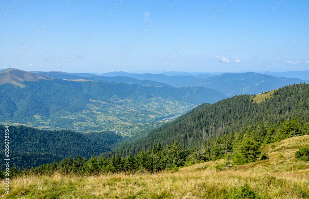 Forested hills of Carpathian mountains. beautiful summer landscape. beech trees on a grassy hillside meadow. mountain ridge Krasna in the distance, Transcarpathia, Ukraine
