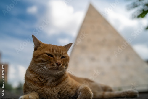 Pyramid cat