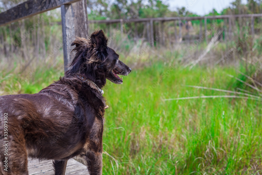 Dog enjoying nature and looking at the landscape with green field background Dog enjoying nature and looking at the landscape with green field background
