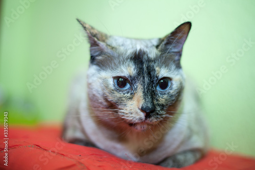 Fototapeta Naklejka Na Ścianę i Meble -  gray cat with blue eyes lying on bedspread and green background