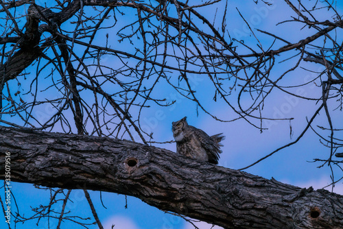 Great Horned Owl