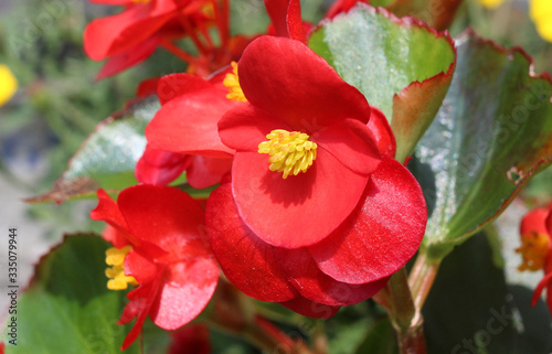 The bright red flower of summer bedding plant Begonia semperflorens, also known as wax begonia blooming outdoors. photo
