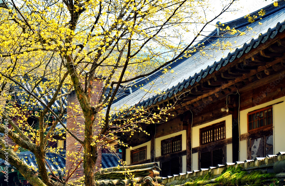 Songgwangsa is a zen buddhism temple located in South Jeolla Province on the Korean Peninsula. Founded in 867 it fell into disuse but was re-established in 1190 by Seon master Jinul. 04-08-2017 Songgwangsa is a zen buddhism temple located in South Jeolla Province on the Korean Peninsula. Founded in 867 it fell into disuse but was re-established in 1190 by Seon master Jinul. 04-08-2017