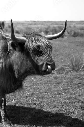 Highland Cattle, Borkum, Germany