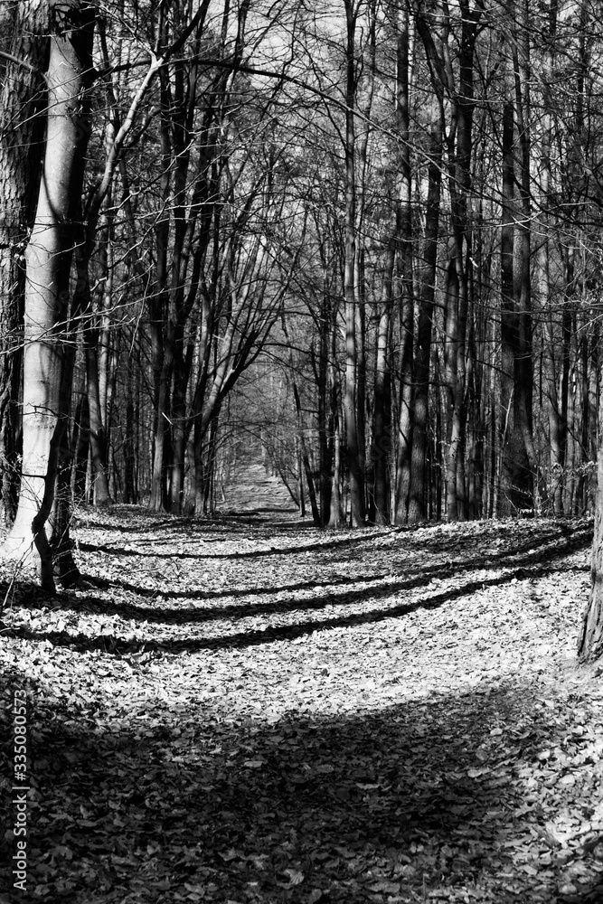Naklejka premium The rays of the sun on the road in the forest. Beautiful landscape. Black and white photo.